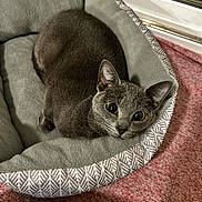 Misue is registered to the contest to win money with this photo: animal, carpet, cat, comfortable, cozy, curious, cute, domestic_cat, feline, gray_cat, indoor, looking_up, patterned, pet, pet_bed, relaxed, resting, soft_texture, wide_eyes, window