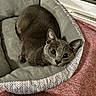 animal, carpet, cat, comfortable, cozy, curious, cute, domestic_cat, feline, gray_cat, indoor, looking_up, patterned, pet, pet_bed, relaxed, resting, soft_texture, wide_eyes, window