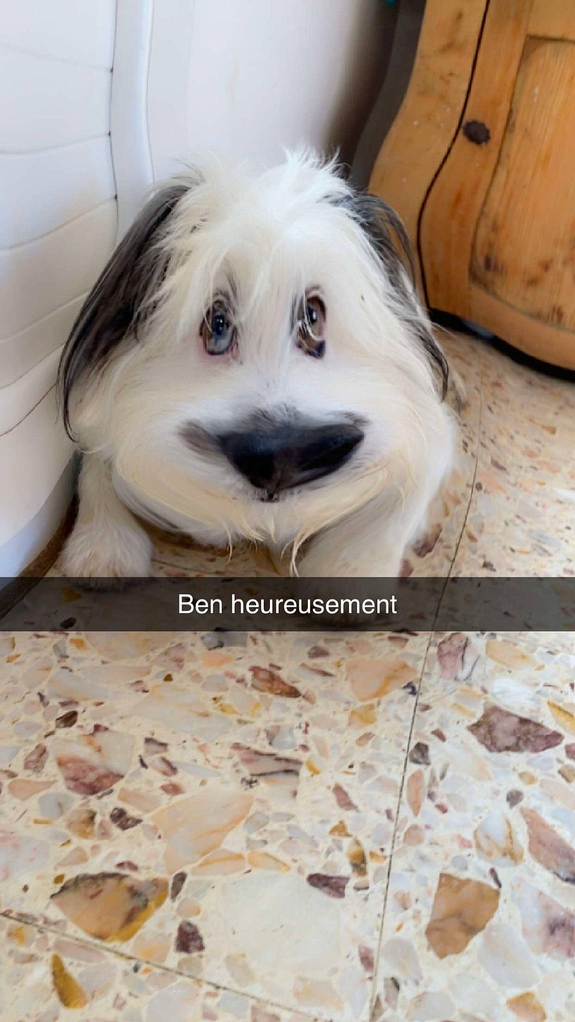 Nahiko a rejoint le concours — aidez-le/la à gagner de superbes lots ! canidae, carnivore, companion_dog, dog, dog_breed, flooring, font, fur, pet_supply, photo_caption, snout, sporting_group, terrestrial_animal, tile, toy_dog, whiskers, wood