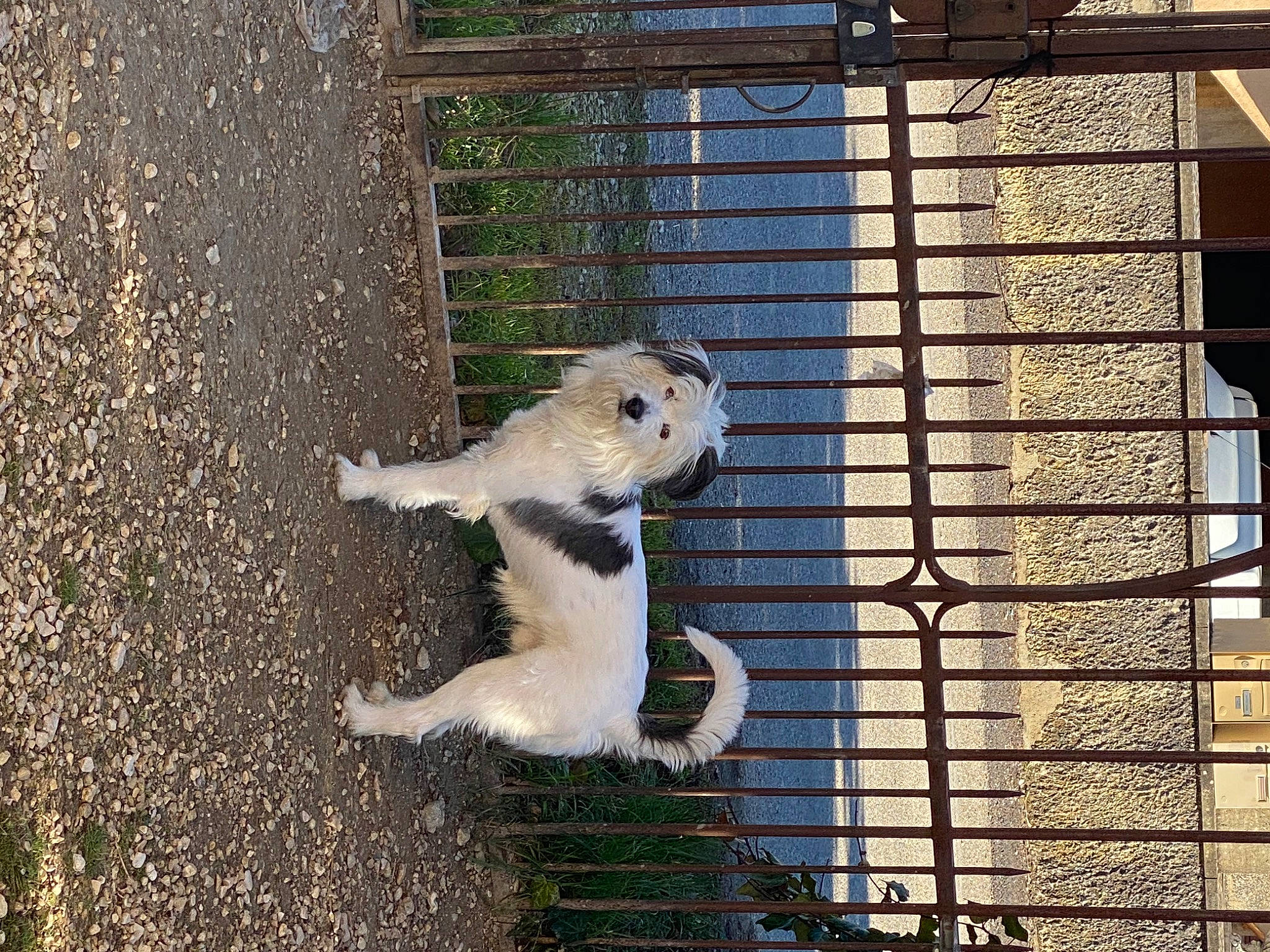 Nahiko a rejoint le concours — aidez-le/la à gagner de superbes lots ! cage, carnivore, companion_dog, fawn, felidae, fur, grass, mesh, metal, pet_supply, plant, rodent, snout, squirrel, tail, terrestrial_animal, tree, whiskers, window, wood