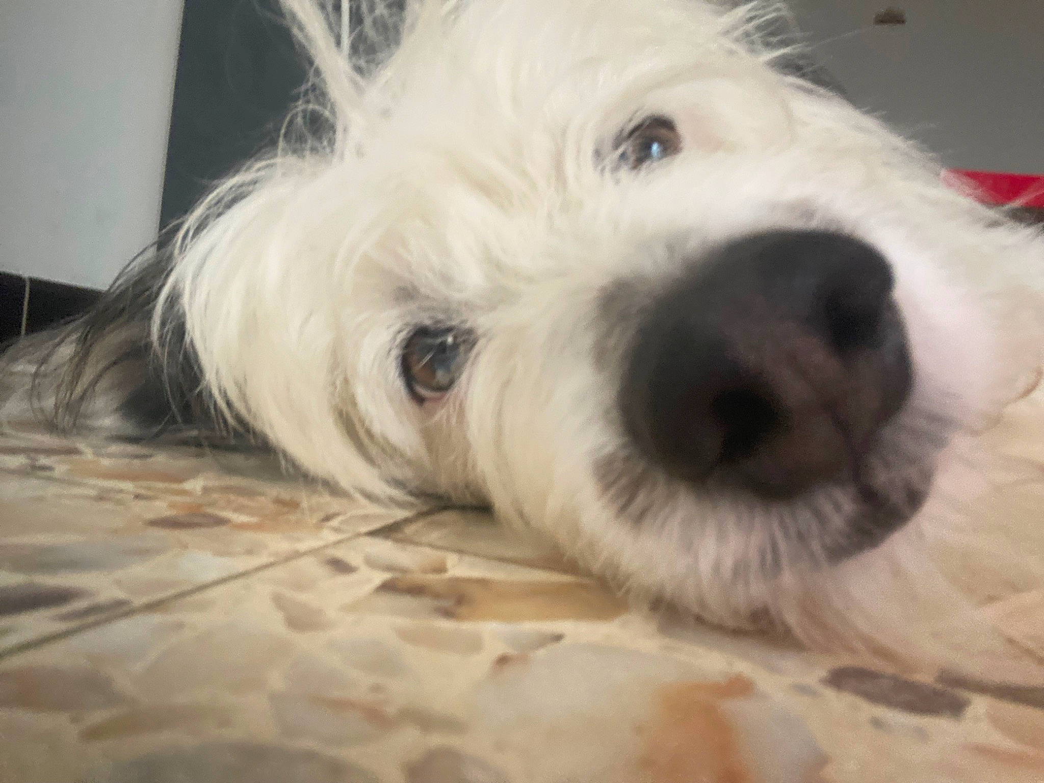 Nahiko a rejoint le concours — aidez-le/la à gagner de superbes lots ! carnivore, cockapoo, companion_dog, dog, dog_breed, fur, labradoodle, non_sporting_group, paw, poodle_crossbreed, puppy_love, schnauzer, shih_poo, small_terrier, snout, terrier, tibetan_terrier, toy_dog, whiskers, working_animal