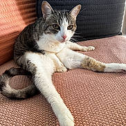 Smokey is registered to the contest to win money with this photo: cat, tabby_cat, pet, feline, indoor, couch, knitted_texture, pink, gray, relaxed, stretching, whiskers, fur, paw, tail, seated, domestic_animal, cozy, resting, closeup