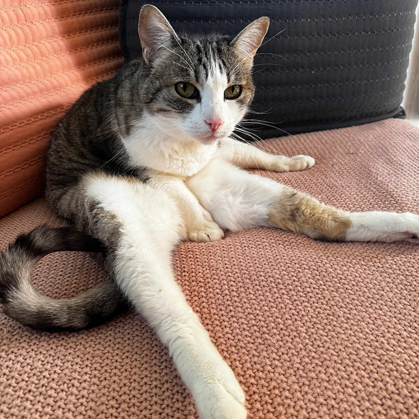 Smokey is registered to the contest to win money with this photo: cat, closeup, couch, cozy, domestic_animal, feline, fur, gray, indoor, knitted_texture, paw, pet, pink, relaxed, resting, seated, stretching, tabby_cat, tail, whiskers