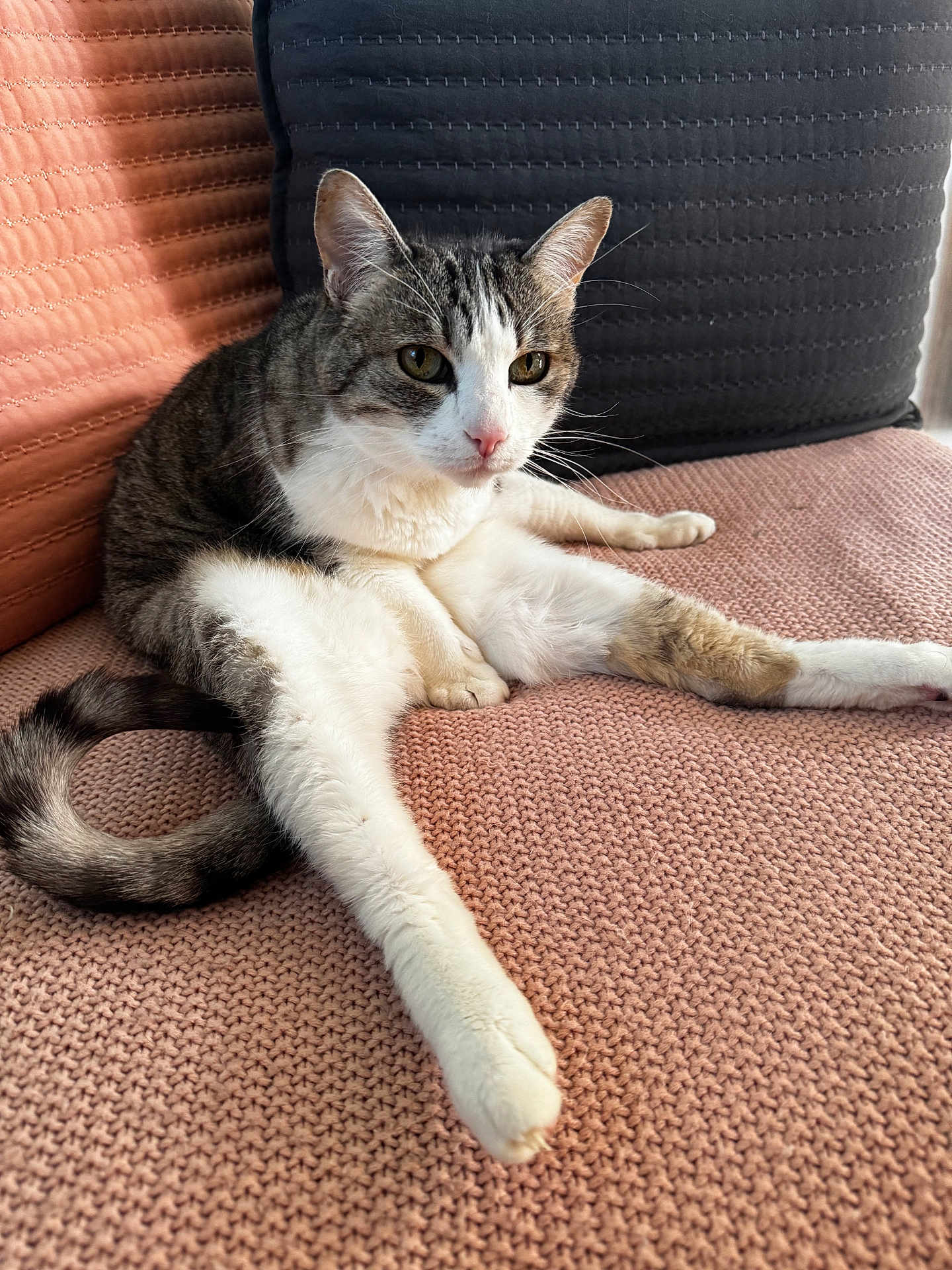 Smokey is registered to the contest to win money with this photo: cat, tabby_cat, pet, feline, indoor, couch, knitted_texture, pink, gray, relaxed, stretching, whiskers, fur, paw, tail, seated, domestic_animal, cozy, resting, closeup