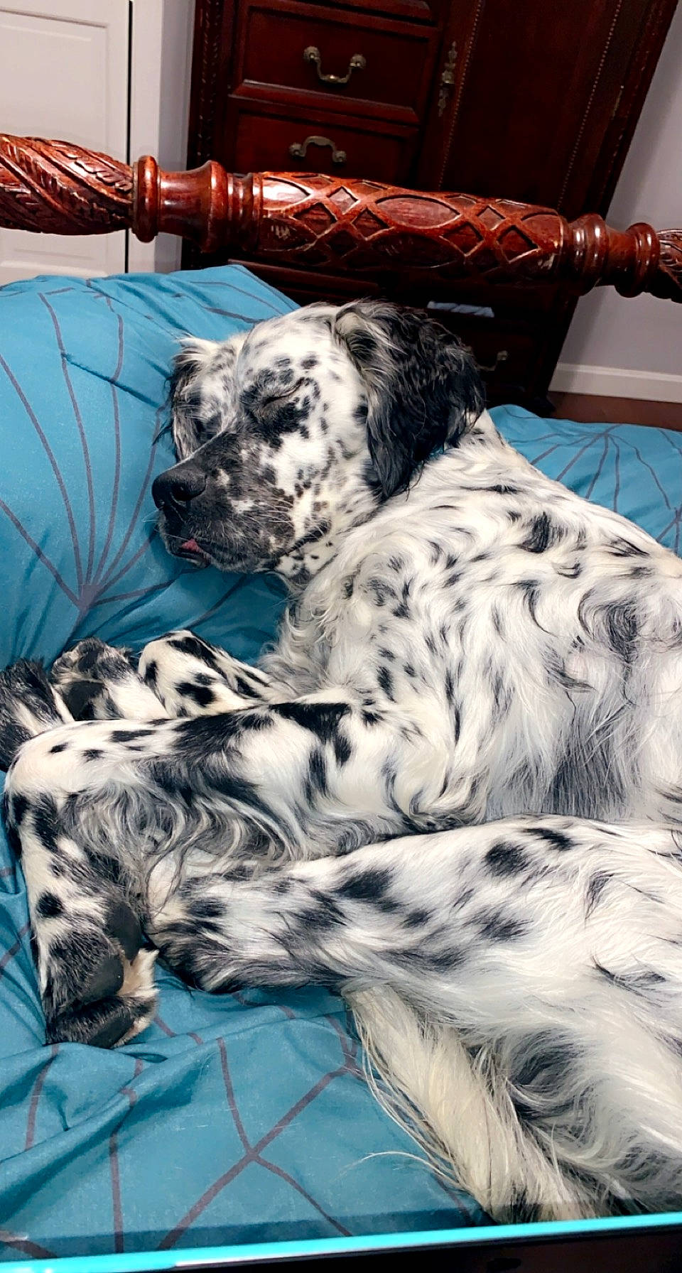 Oreo is registered to the contest to win money with this photo: big_cats, canidae, carnivore, comfort, companion_dog, dog, dog_breed, felidae, fur, leopard, mammal, pattern, room, small_to_medium_sized_cats, snout, sporting_group, terrestrial_animal, vertebrate, whiskers, wildlife