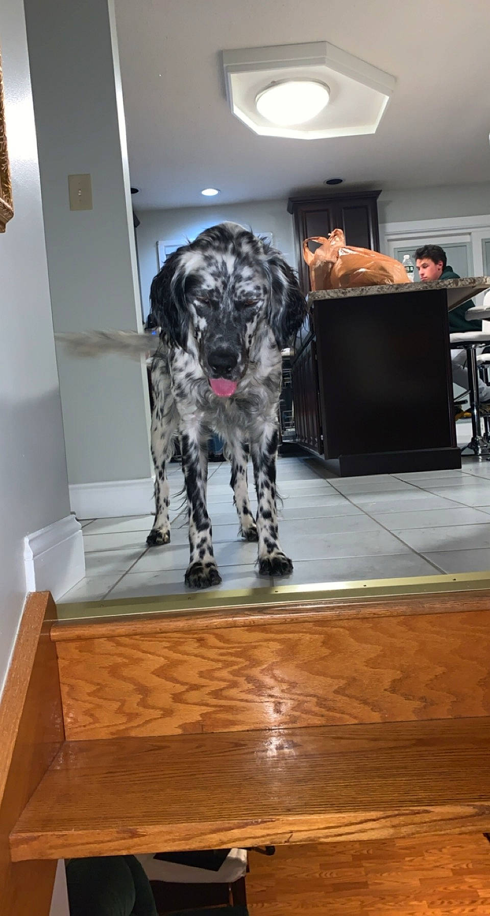 Oreo is registered to the contest to win money with this photo: carnivore, chair, companion_dog, dalmatian, dog, dog_breed, event, floor, flooring, fur, hardwood, laminate_flooring, living_room, snout, sporting_group, varnish, wood, wood_flooring, wood_stain, working_animal