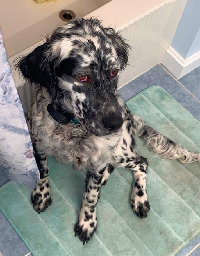 Oreo is registered to the contest to win money with this photo: canidae, carnivore, companion_dog, curtain, dog, dog_breed, flooring, fur, gun_dog, metal, non_sporting_group, spaniel, sporting_group, terrestrial_animal, working_animal