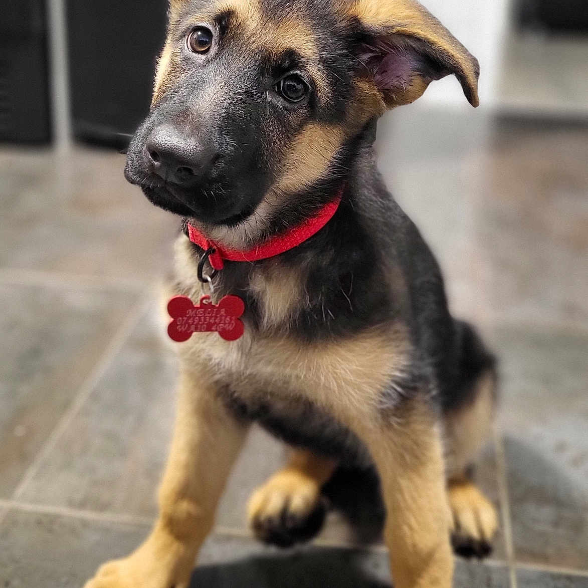 Alonsa is registered to the contest to win money with this photo: accessories, animal, canine, dog, germanshepherd, hound, pet, policedog, puppy, snout, strap