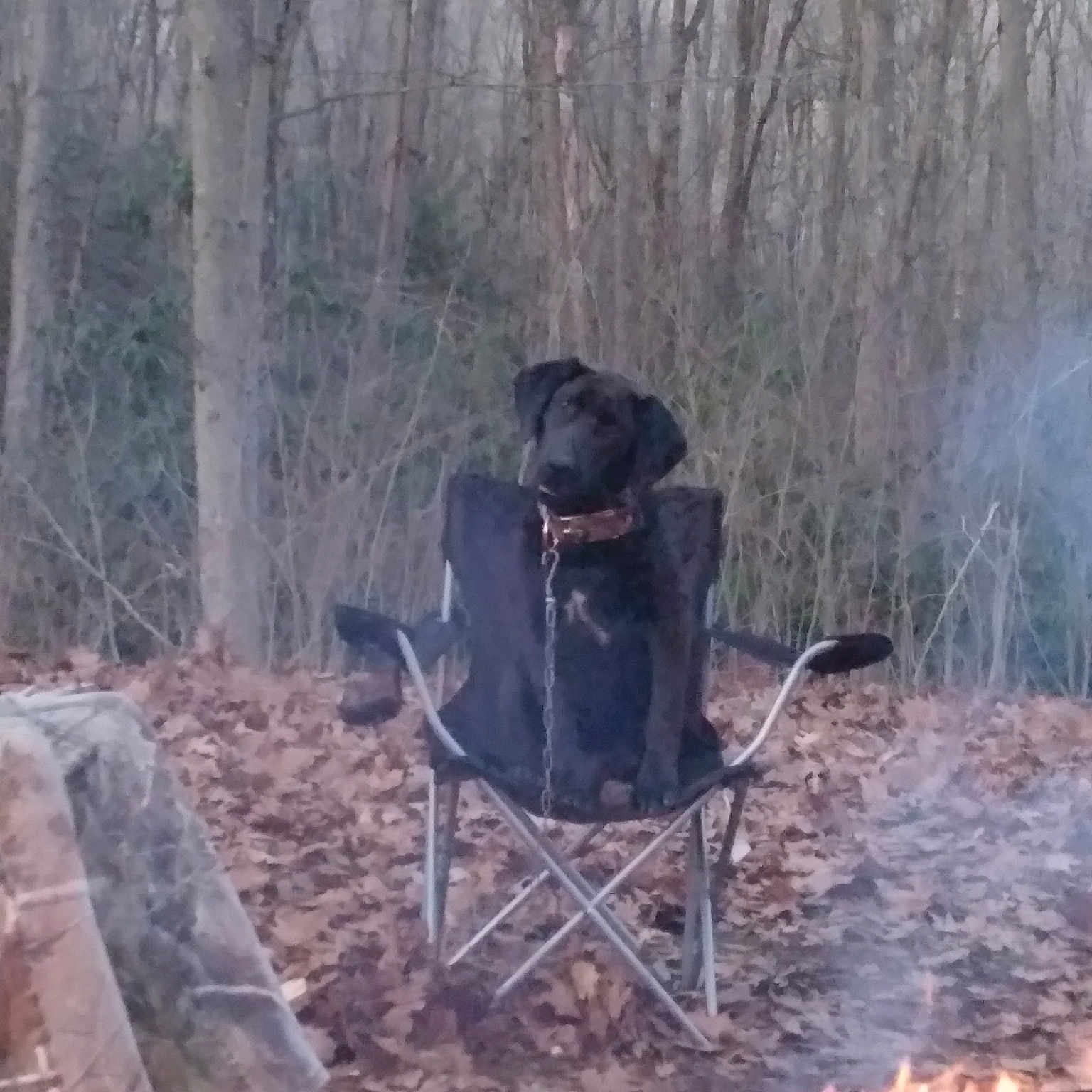 Bobo joined the competition — help win amazing prizes! camping, carnivore, chair, cooking, cookware_and_bakeware, dog, dog_breed, fire, forest, gas, heat, recreation, sitting, soil, sporting_group, tail, tree, twig, wood, woodland
