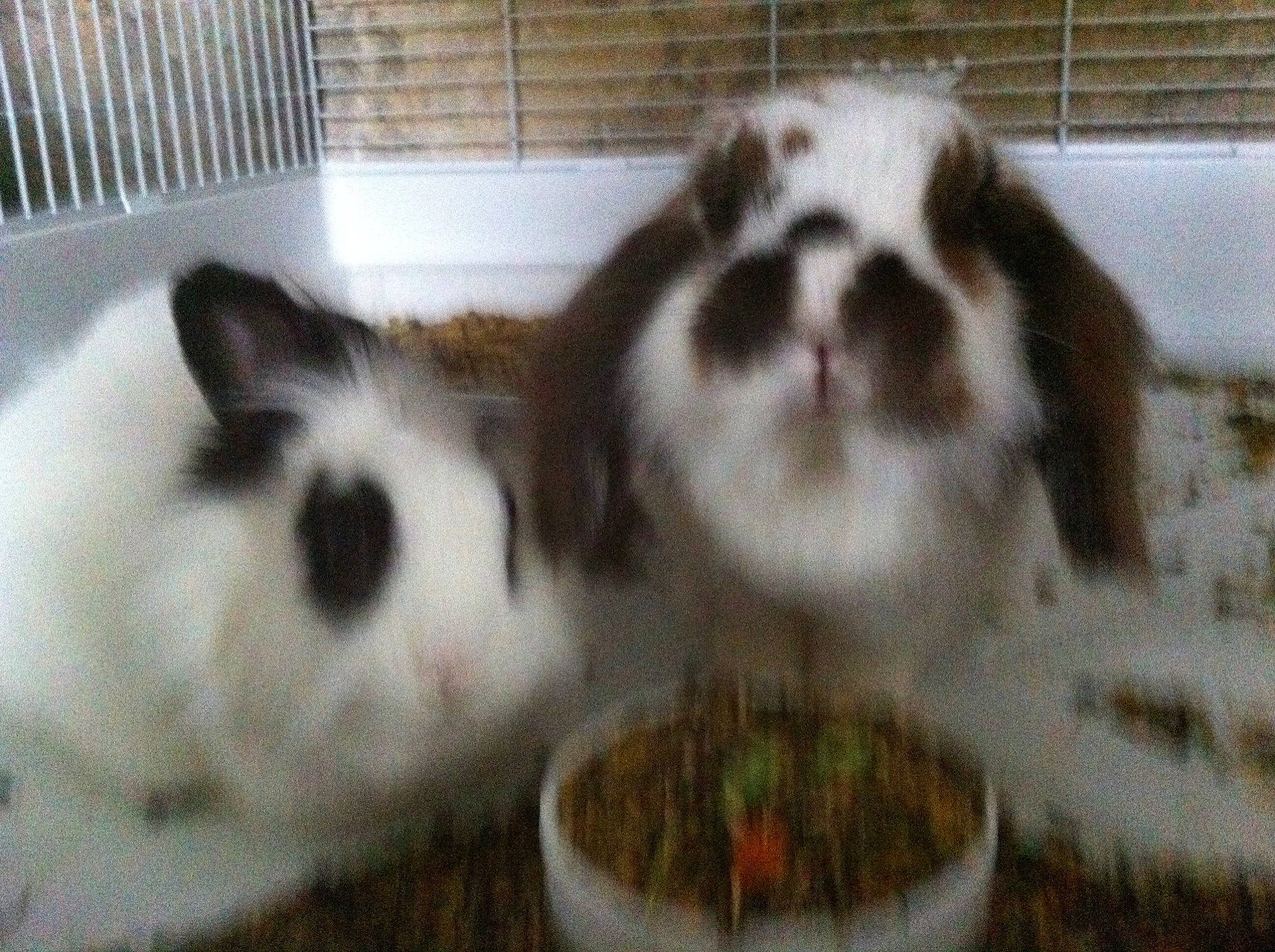 Sweaty participe au concours pour gagner de l'argent avec cette photo : animal_shelter, domestic_rabbit, guinea_pig, mammal, rabbit, rabbits_and_hares, whiskers