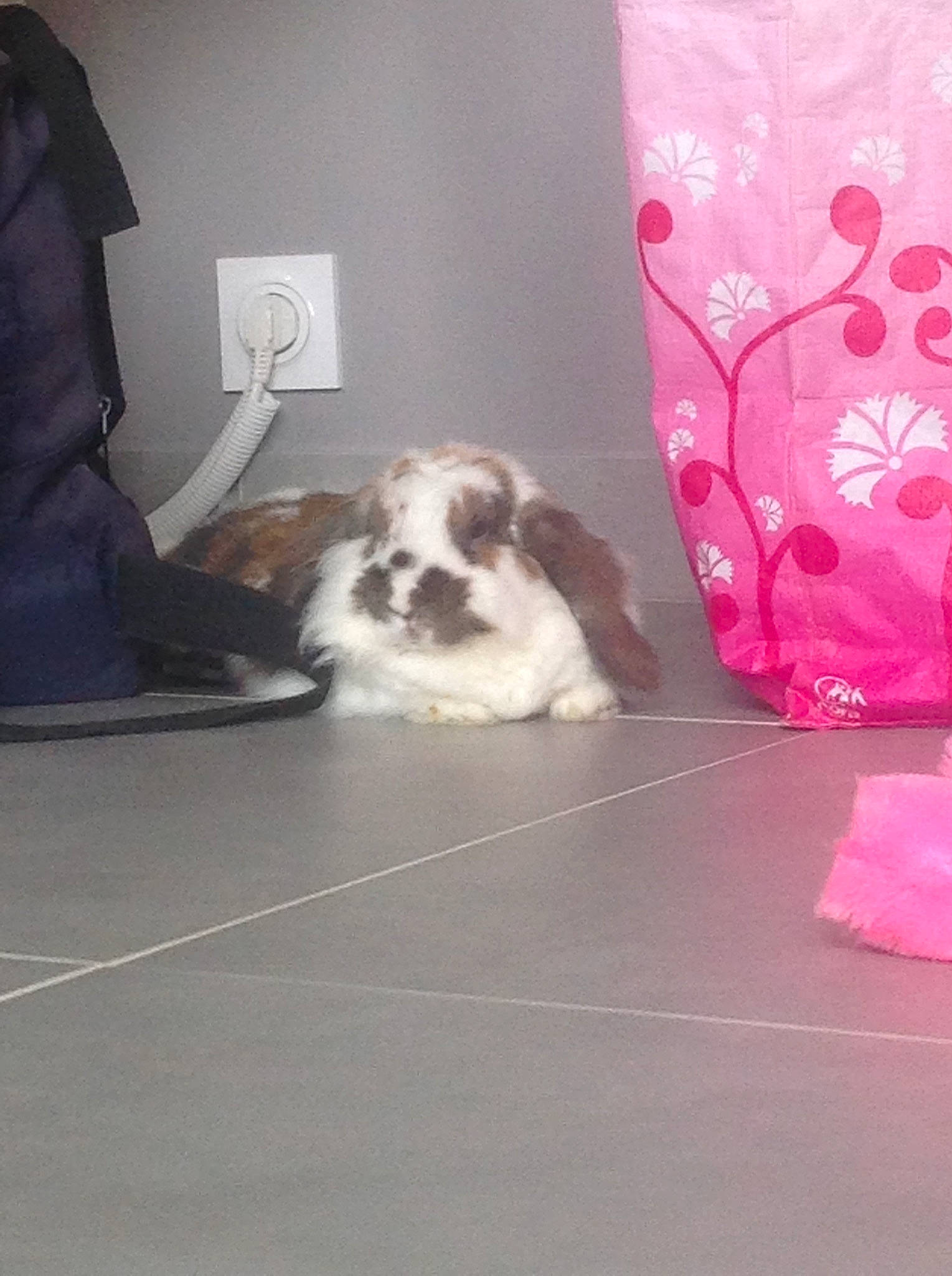 Sweaty participe au concours pour gagner de l'argent avec cette photo : canidae, carnivore, chinese_imperial_dog, companion_dog, dog, dog_breed, fawn, lhasa_apso, non_sporting_group, pink, puppy, shih_tzu, toy_dog