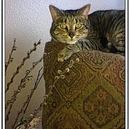 Floki joined the competition — help win amazing prizes! animal, armchair, branch, cat, catkins, closeup, cozy, domestic, feline, floral, furniture, indoor, looking, patterned_fabric, paws, pet, relaxed, resting, tabby_cat, wall