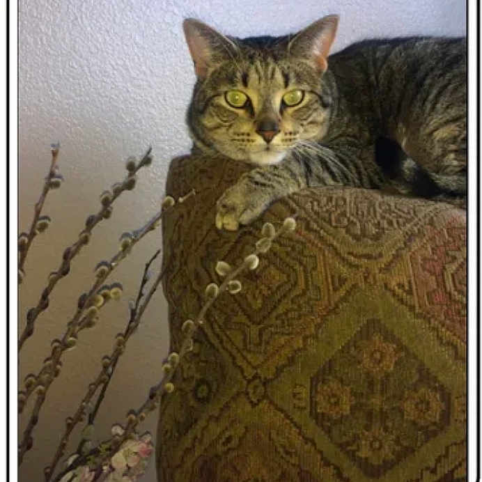 Floki
