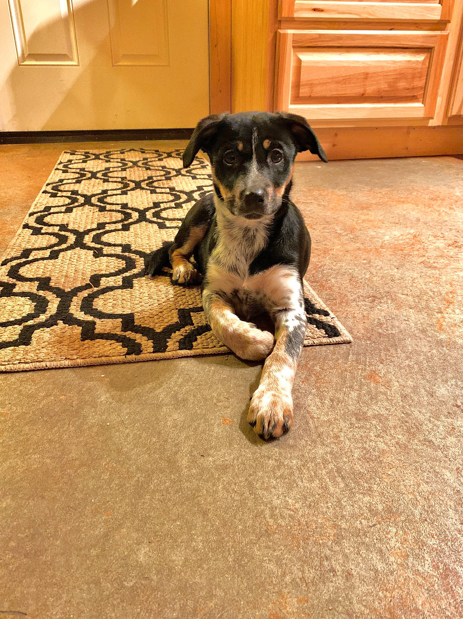 Bella Mae is registered to the contest to win money with this photo: canidae, carnivore, companion_dog, dog, dog_breed, floor, flooring, mammal, paw, puppy, sporting_group, working_dog