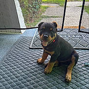 Nelson is registered to the contest to win money with this photo: puppy, dog, rottweiler, black_and_tan, sitting, tongue_out, collar, pet, animal, porch, doormat, front_door, outdoor, garden, sidewalk, grass, toy, portrait, cute, happy