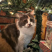 Talullah joined the competition — help win amazing prizes! cat, calico, christmas_tree, holiday, decorations, lights, present, festive, indoor, fur, cute, whiskers, animal, pet, curious, christmas, tree_ornament, cozy, holiday_decor, brick_wall
