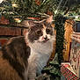 cat, calico, christmas_tree, holiday, decorations, lights, present, festive, indoor, fur, cute, whiskers, animal, pet, curious, christmas, tree_ornament, cozy, holiday_decor, brick_wall