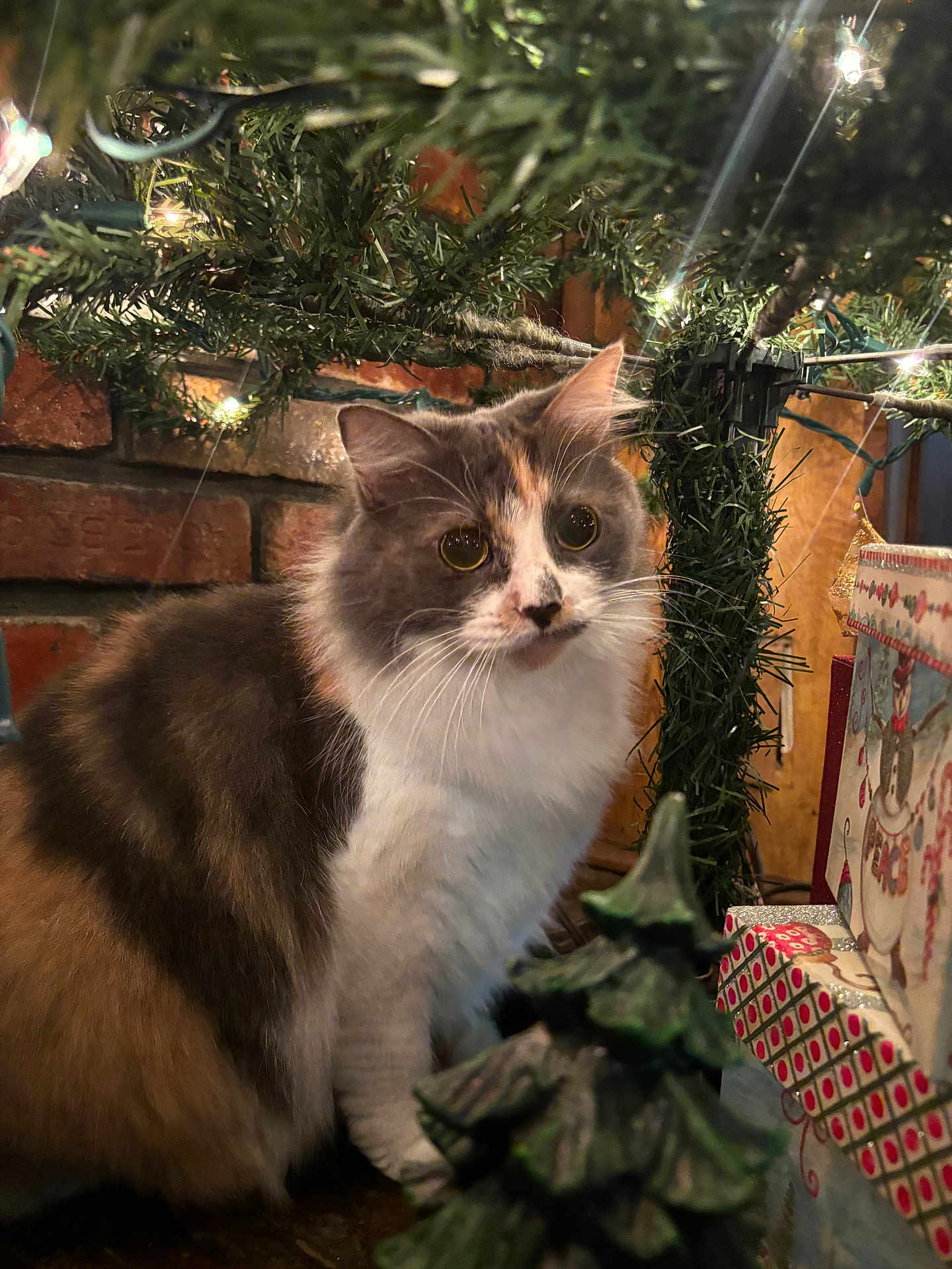 Talullah joined the competition — help win amazing prizes! cat, calico, christmas_tree, holiday, decorations, lights, present, festive, indoor, fur, cute, whiskers, animal, pet, curious, christmas, tree_ornament, cozy, holiday_decor, brick_wall