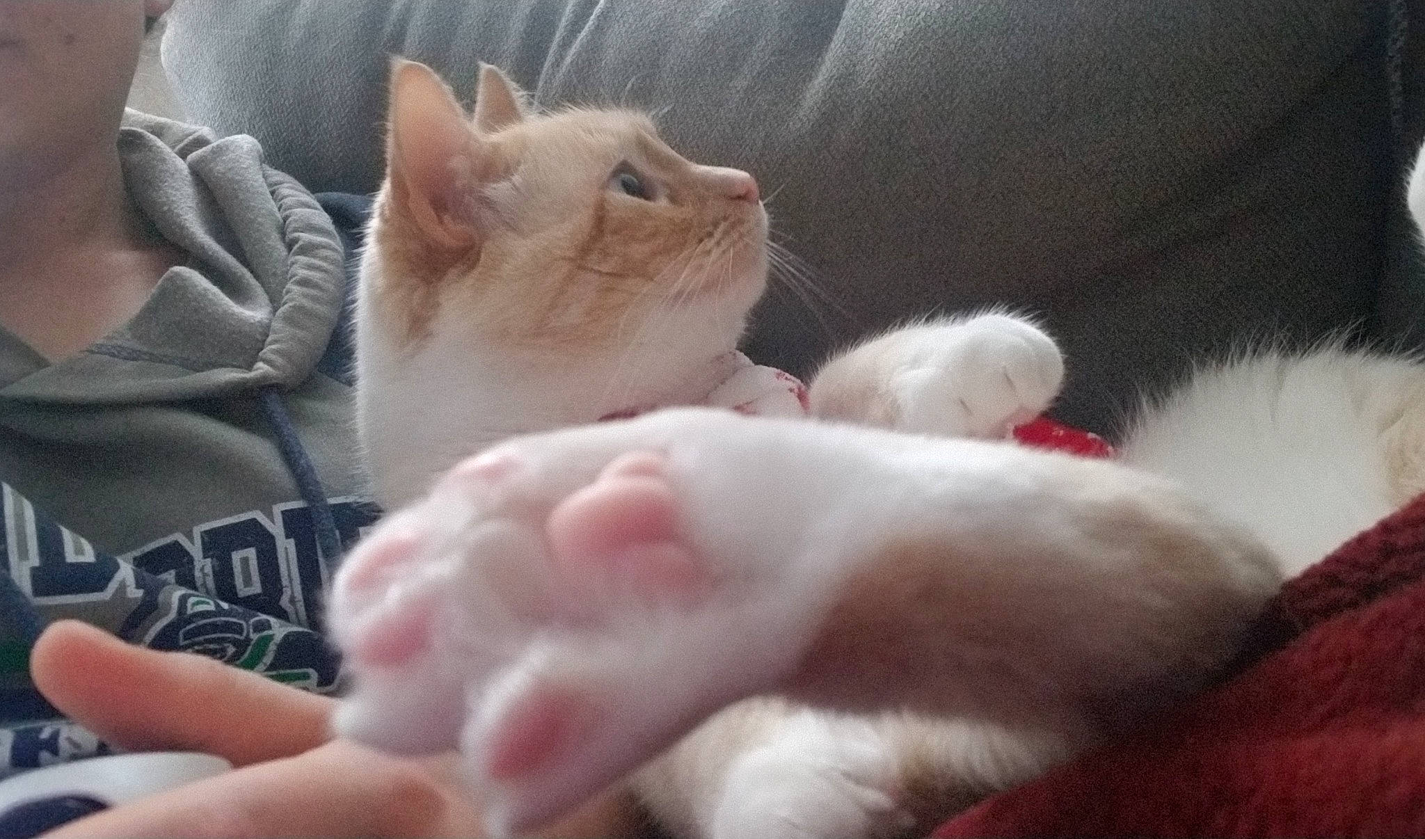 Fenris is registered to the contest to win money with this photo: carnivore, cat, claw, comfort, domestic_short_haired_cat, fawn, felidae, fur, nap, paw, sleep, small_to_medium_sized_cats, snout, tail, whiskers