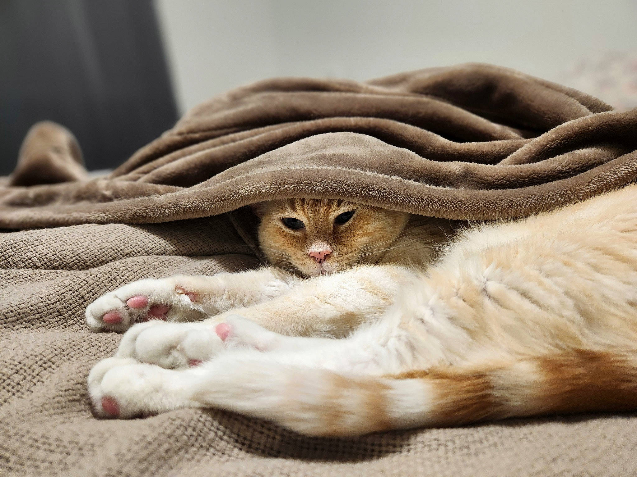 Fenris is registered to the contest to win money with this photo: carnivore, cat, claw, comfort, domestic_short_haired_cat, fawn, felidae, foot, fur, linens, nap, paw, sleep, small_to_medium_sized_cats, snout, tail, terrestrial_animal, whiskers