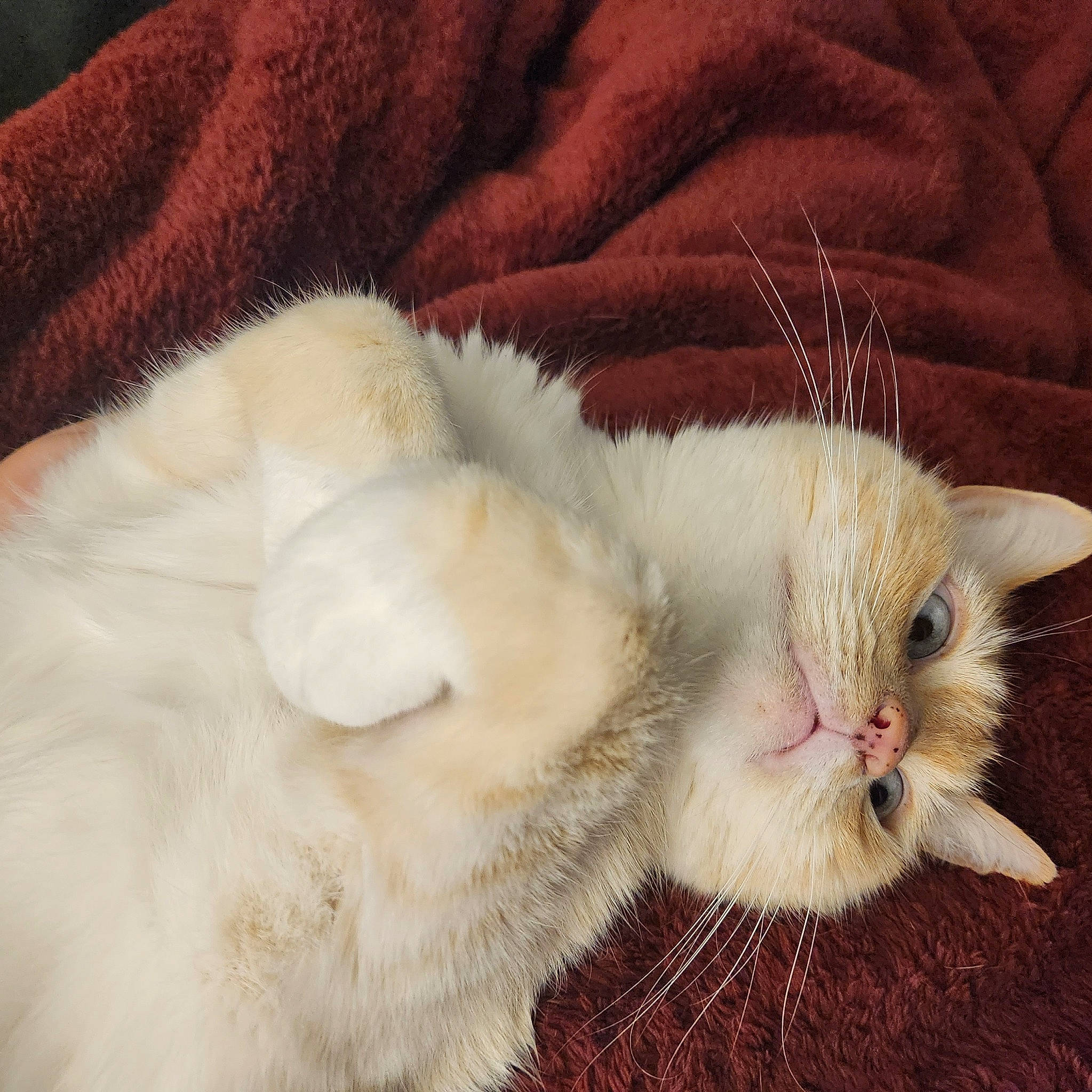 Fenris is registered to the contest to win money with this photo: carnivore, cat, claw, comfort, domestic_short_haired_cat, fang, fawn, felidae, foot, fur, nap, paw, small_to_medium_sized_cats, snout, tail, terrestrial_animal, whiskers