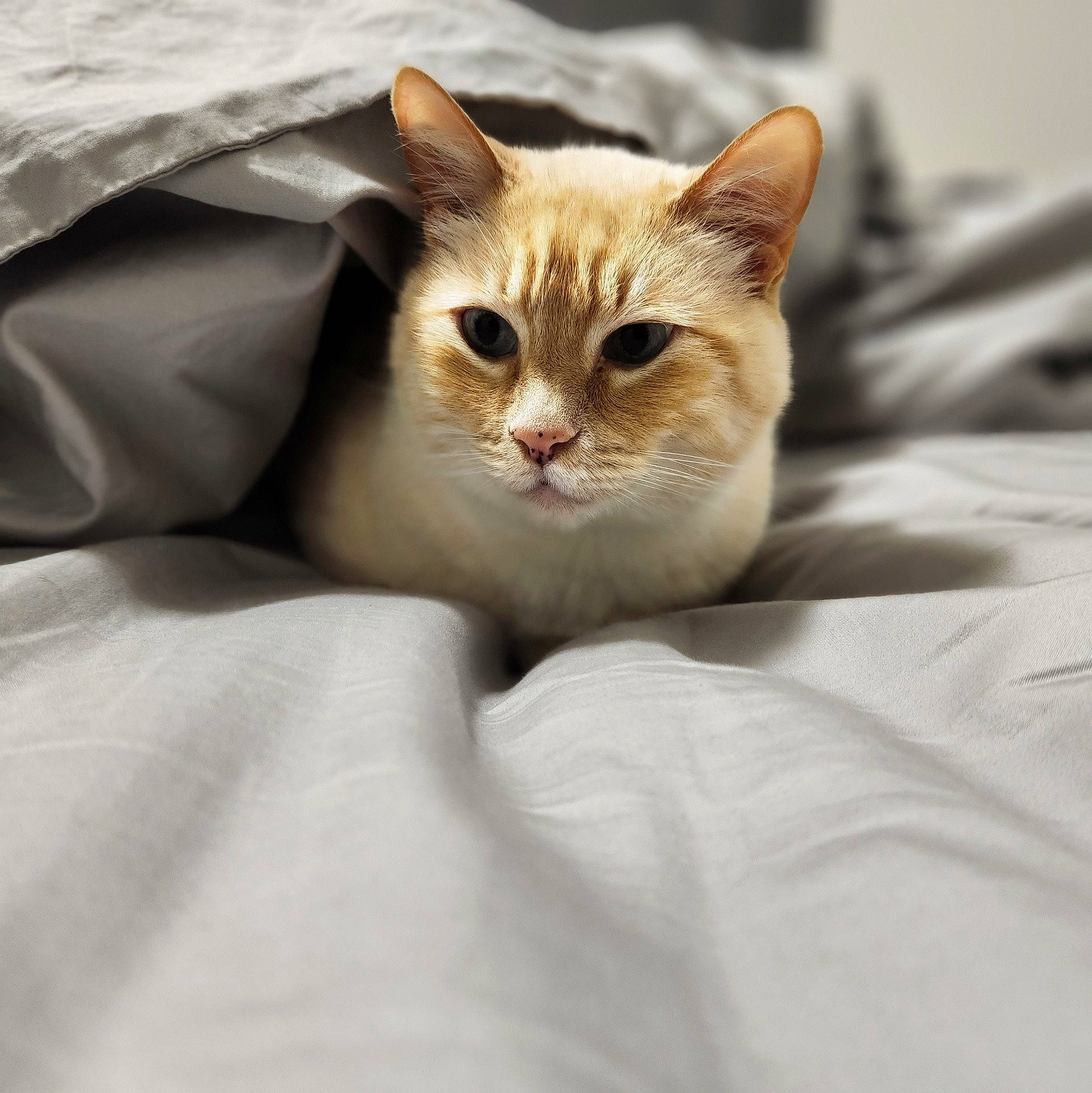 Fenris joined the competition — help win amazing prizes! bedding, carnivore, cat, comfort, domestic_short_haired_cat, fawn, felidae, fur, linens, paw, sand, sitting, small_to_medium_sized_cats, snout, terrestrial_animal, whiskers, wildlife