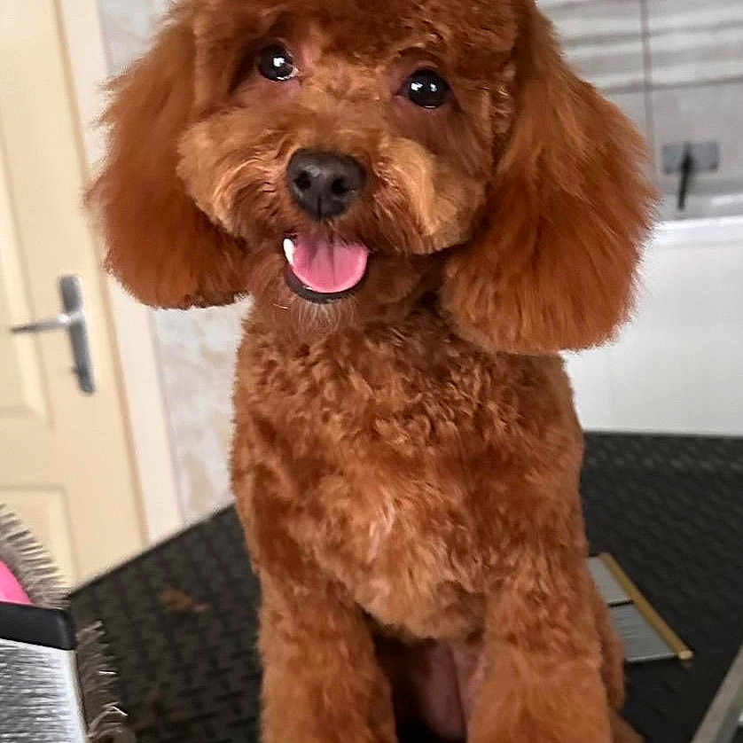 Nala