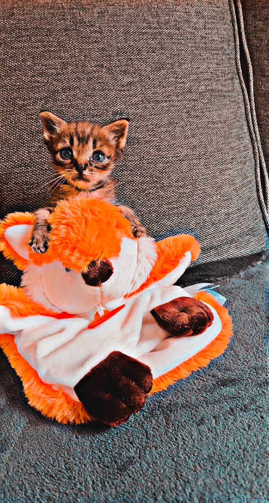 Miami participe au concours pour gagner de l'argent avec cette photo : canidae, carnivore, cat, companion_dog, doll, fawn, felidae, fox, fur, hat, orange, red_fox, small_to_medium_sized_cats, snout, stuffed_toy, tail, teddy_bear, textile, toy, whiskers