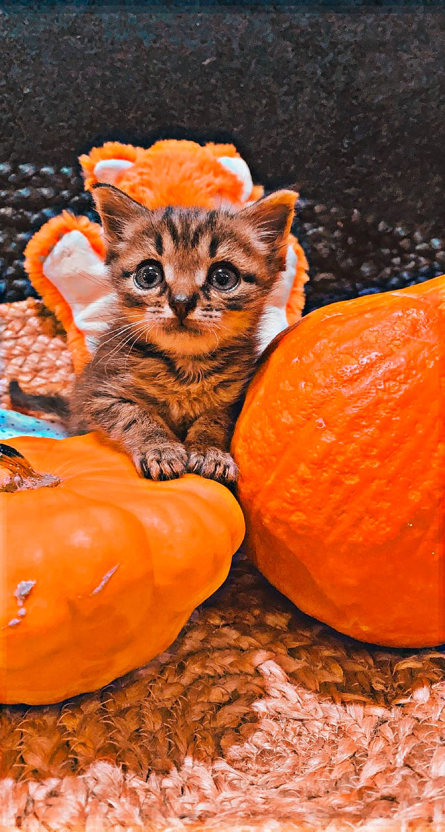 Miami a rejoint le concours — aidez-le/la à gagner de superbes lots ! art, calabaza, carnivore, cat, cucurbita, fawn, felidae, gourd, jack_o_lantern, natural_foods, orange, plant, pumpkin, small_to_medium_sized_cats, squash, tail, terrestrial_animal, vegetable, whiskers, winter_squash