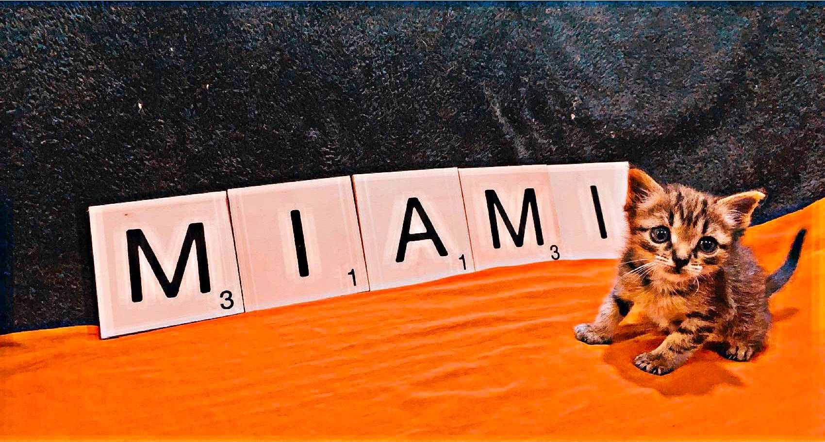 Miami a rejoint le concours — aidez-le/la à gagner de superbes lots ! art, asphalt, carnivore, cat, domestic_short_haired_cat, fawn, felidae, flooring, font, fur, paw, photo_caption, rectangle, signage, small_to_medium_sized_cats, tail, terrestrial_animal, tree, whiskers, wood