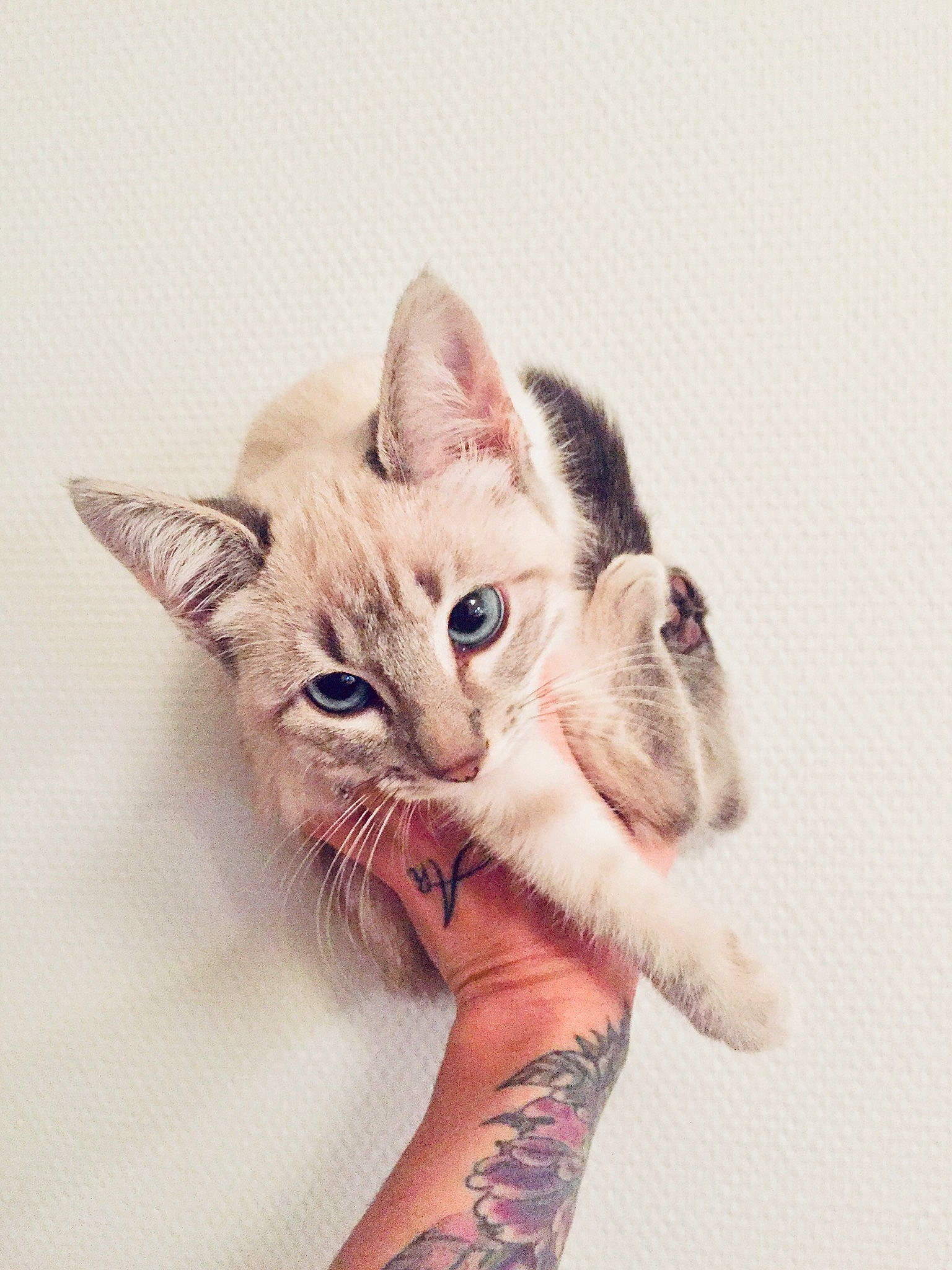 Khaleesi a rejoint le concours — aidez-le/la à gagner de superbes lots ! asian, carnivore, cat, domestic_short_haired_cat, ear, european_shorthair, eye, felidae, fur, hand, kitten, leg, mammal, nose, paw, skin, small_to_medium_sized_cats, tabby_cat, tattoo, whiskers