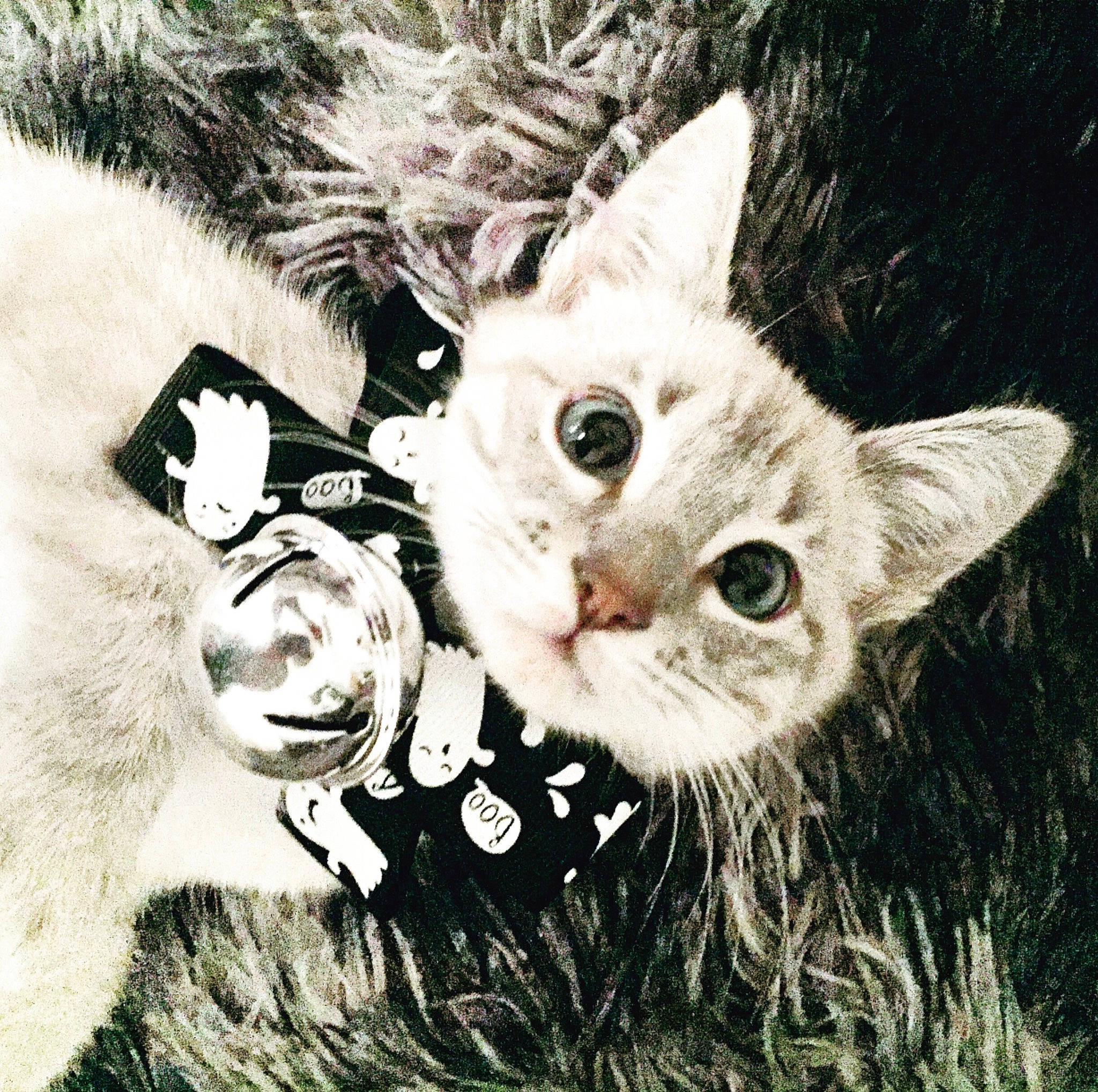 Khaleesi a rejoint le concours — aidez-le/la à gagner de superbes lots ! asian, black_and_white, carnivore, cat, domestic_short_haired_cat, ear, european_shorthair, eye, felidae, fur, german_rex, gesture, illustration, kitten, love, nose, photo_caption, selfie, small_to_medium_sized_cats, whiskers