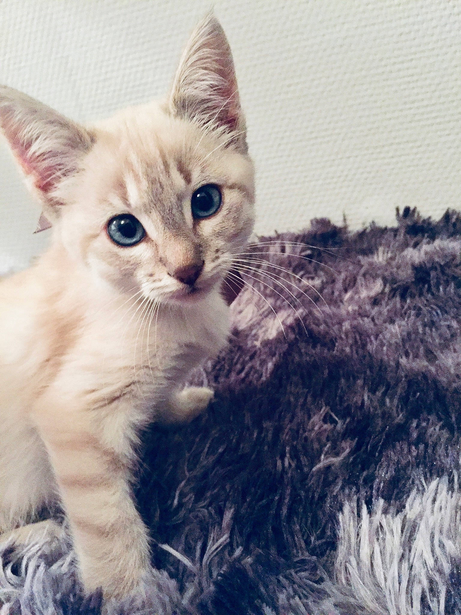 Khaleesi participe au concours pour gagner de l'argent avec cette photo : asian, carnivore, cat, devon_rex, ear, european_shorthair, eye, fawn, felidae, fur, german_rex, kitten, laperm, mammal, ojos_azules, ragdoll, sky, small_to_medium_sized_cats, vertebrate, whiskers