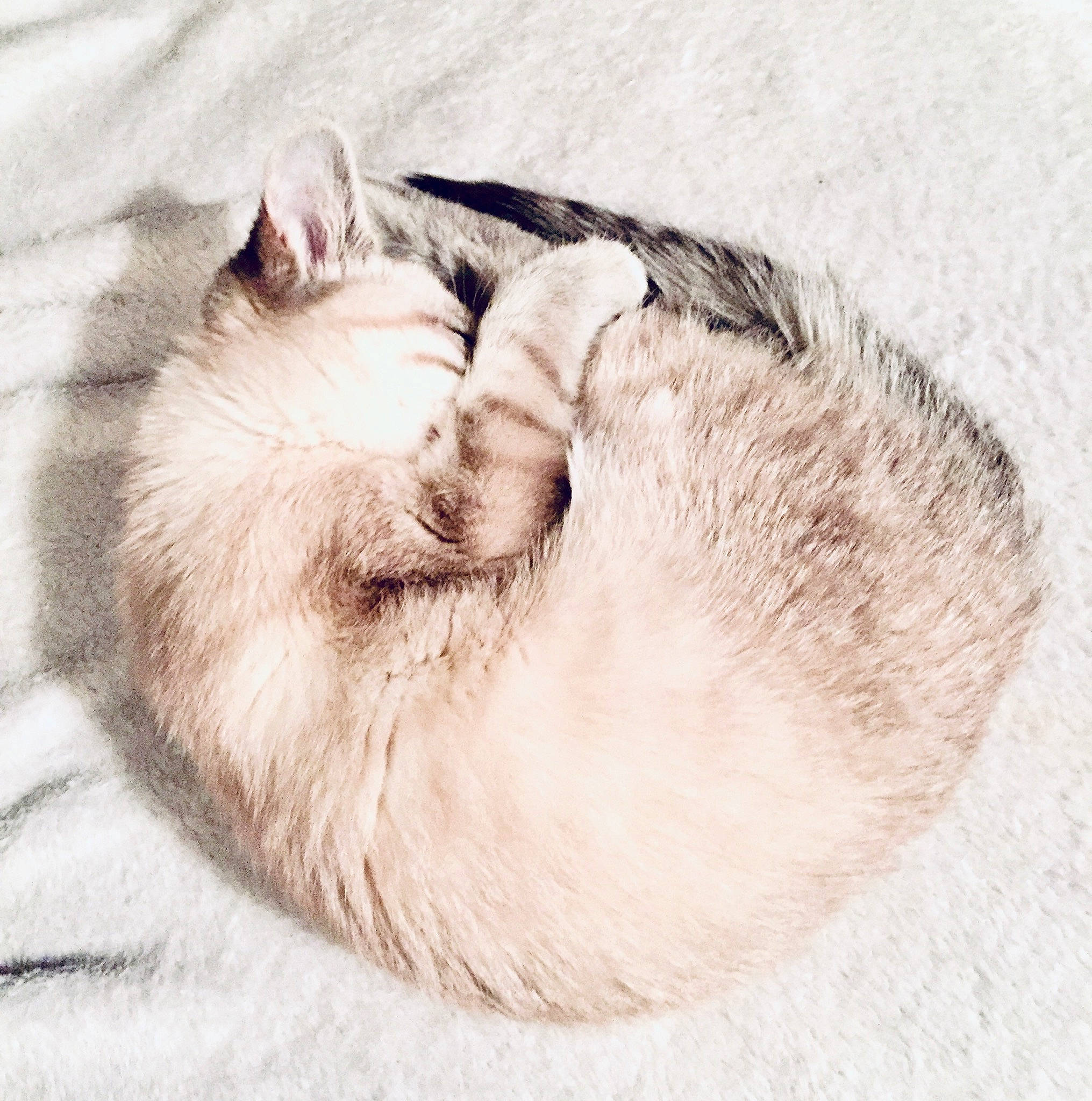 Khaleesi participe au concours pour gagner de l'argent avec cette photo : carnivore, cat, drawing, ear, felidae, fur, kitten, nap, ragdoll, sketch, sleep, small_to_medium_sized_cats, tail, whiskers