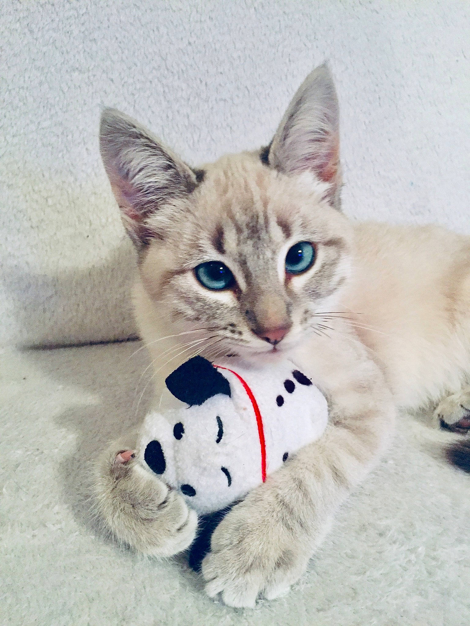 Khaleesi participe au concours pour gagner de l'argent avec cette photo : aegean_cat, american_wirehair, asian, carnivore, cat, colorpoint_shorthair, domestic_short_haired_cat, ear, european_shorthair, felidae, kitten, mammal, ojos_azules, paw, ragdoll, savannah, small_to_medium_sized_cats, tabby_cat, vertebrate, whiskers