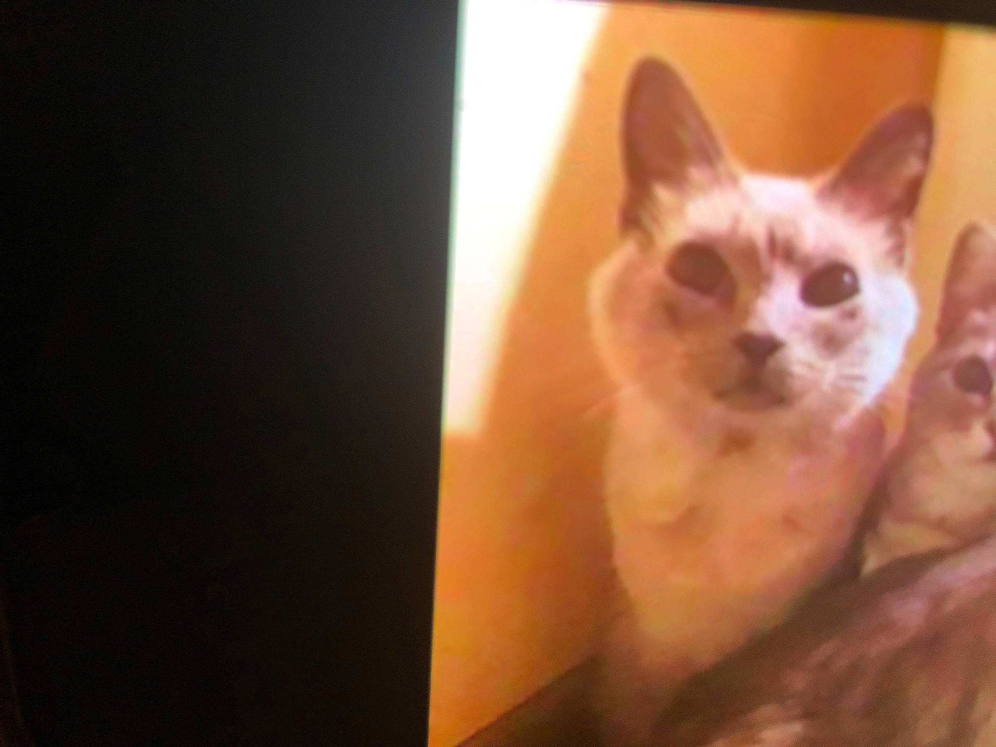 Blanche a rejoint le concours — aidez-le/la à gagner de superbes lots ! balinese, canidae, carnivore, cat, claw, domestic_short_haired_cat, ear, fawn, felidae, fur, paw, photo_caption, small_to_medium_sized_cats, snout, tail, tonkinese, whiskers, wood