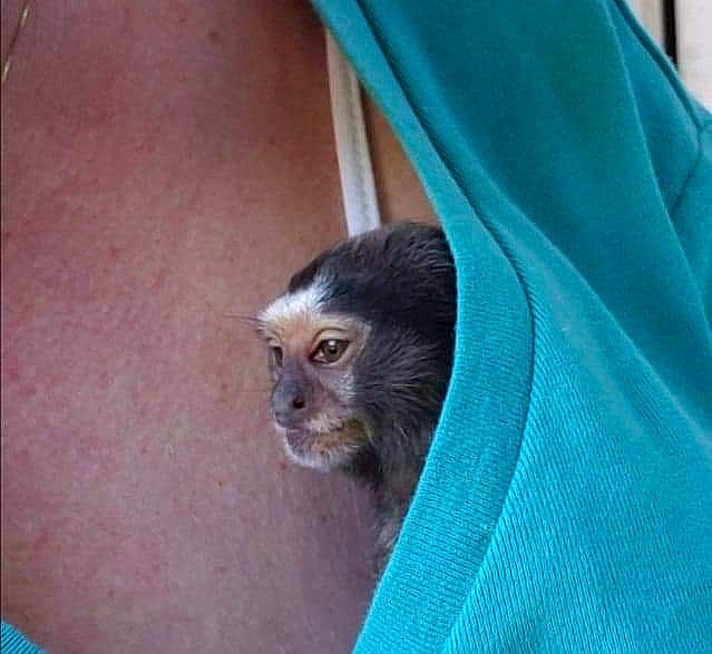 Lily joined the competition — help win amazing prizes! macaque, marmoset, new_world_monkey, old_world_monkey, primate, spider_monkey