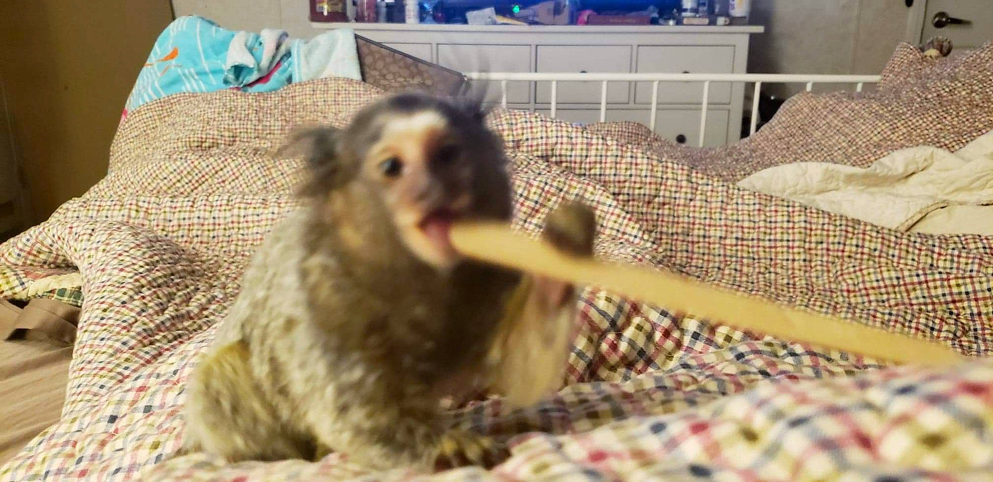 Lily is registered to the contest to win money with this photo: fawn, mammal, marmoset, marsupial, new_world_monkey, primate, vertebrate