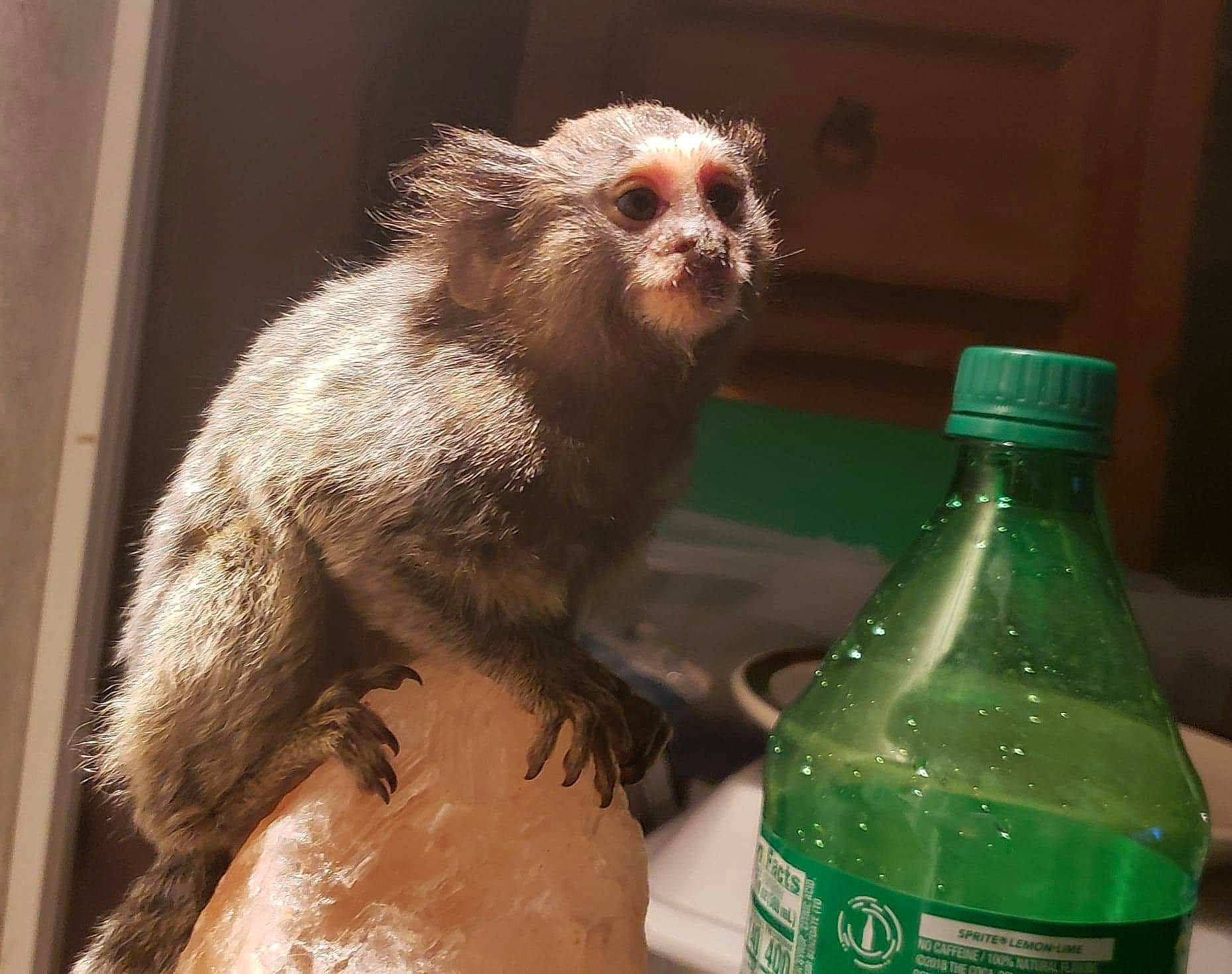 Lily is registered to the contest to win money with this photo: bottle, macaque, marmoset, new_world_monkey, old_world_monkey, primate
