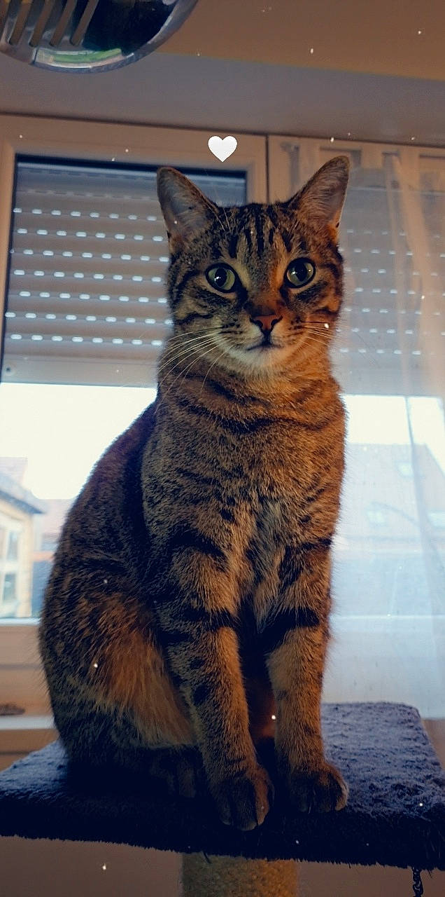 Liloo participe au concours pour gagner de l'argent avec cette photo : carnivore, cat, domestic_short_haired_cat, felidae, fur, paw, sitting, small_to_medium_sized_cats, snout, tail, terrestrial_animal, whiskers, wildlife, window