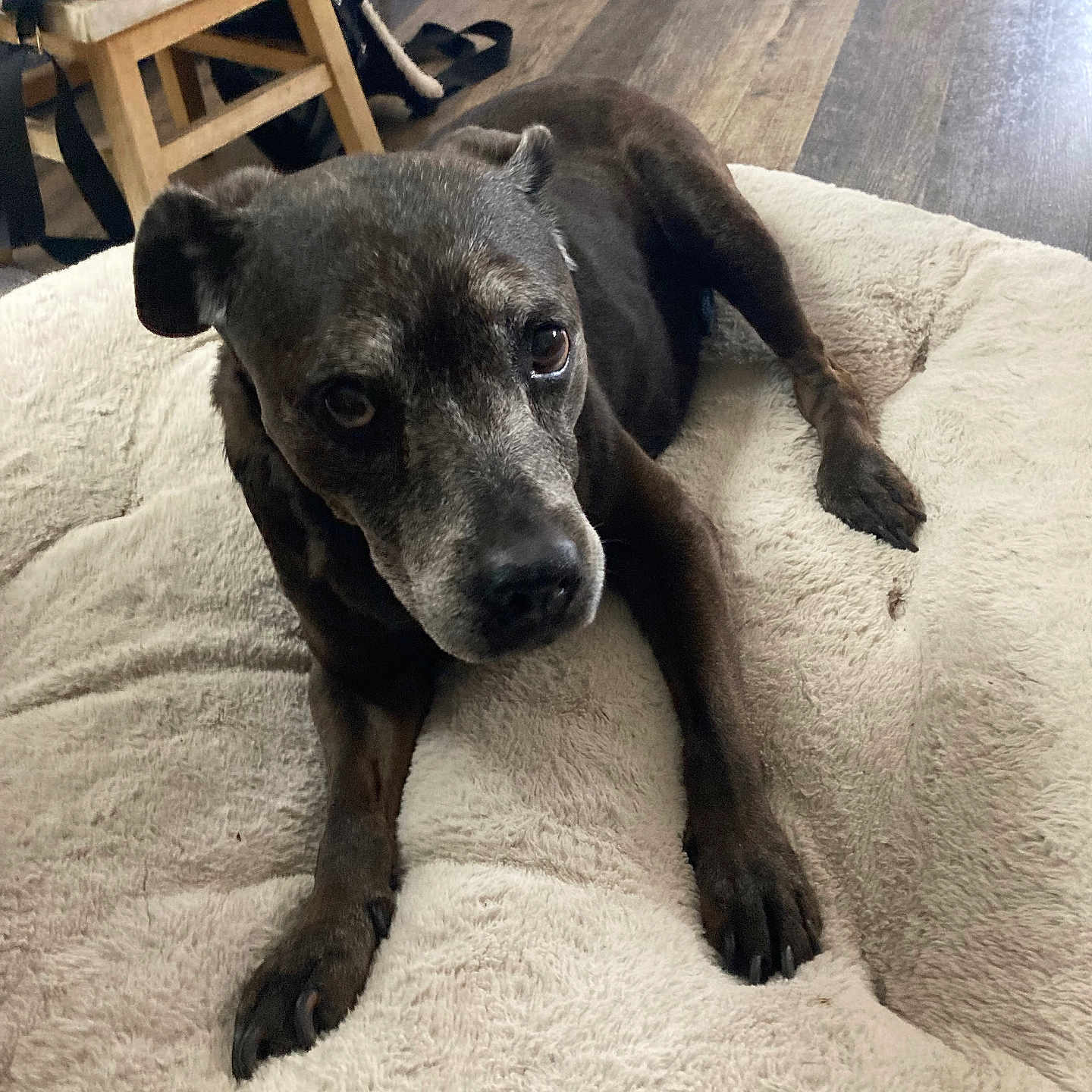 Sadie Mae is registered to the contest to win money with this photo: dog, pet, indoor, wooden_floor, dog_bed, brown_dog, furniture, chair, red_jacket, flooring, cozy, relaxed, animal, canine, looking, resting, home, fur, paw, snout