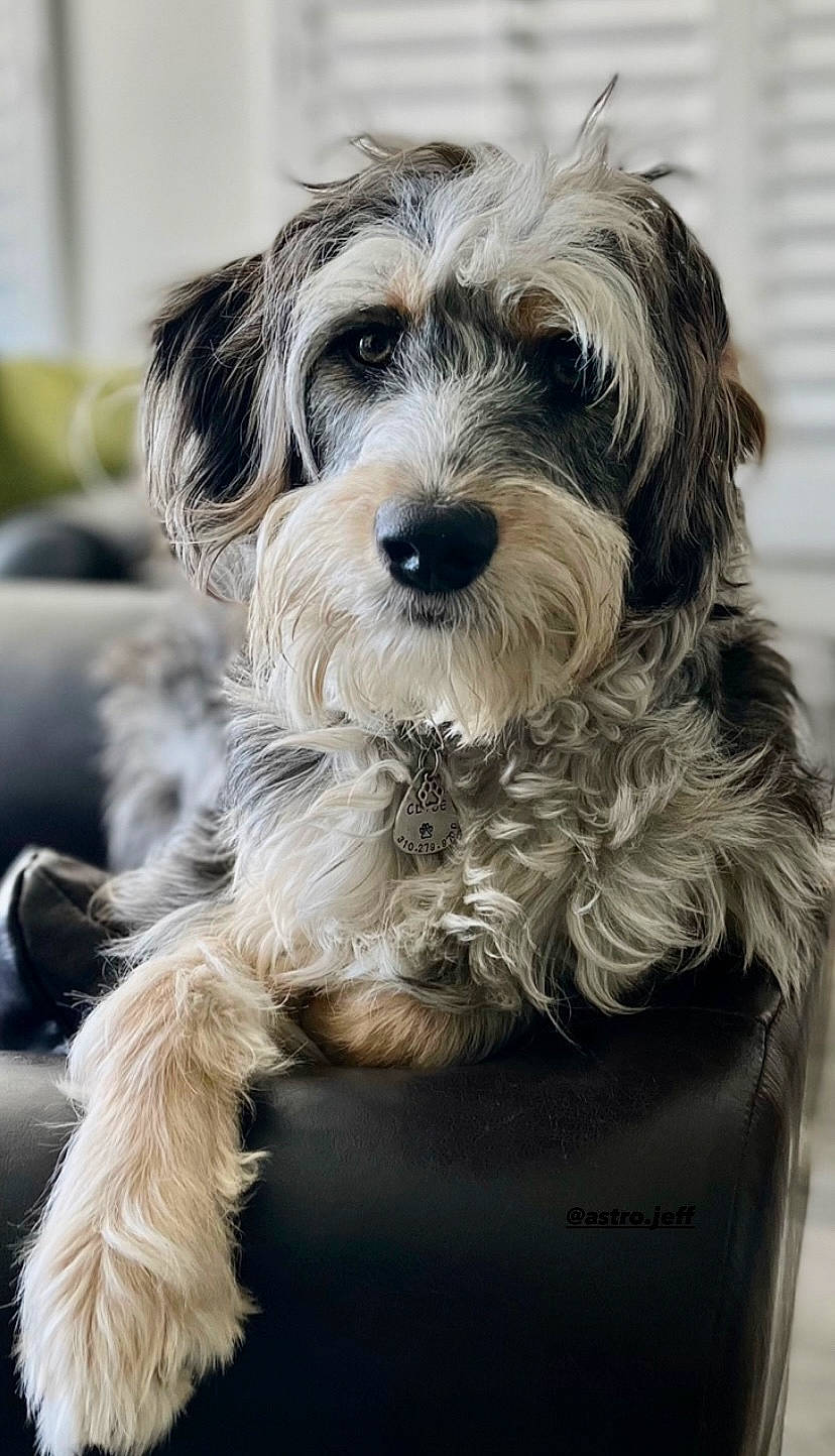 Clyde joined the competition — help win amazing prizes! biewer_terrier, canidae, carnivore, companion_dog, dog, dog_breed, dog_supply, fur, maltepoo, small_terrier, snout, sporting_group, terrier, toy_dog, working_animal