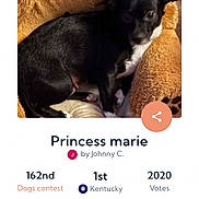 Princess Marie joined the competition — help win amazing prizes! animal, black, black_and_white, brown, contest, couch, dog, indoor, lying_down, pet, pet_competition, portrait, puppy, royal, sitting, small_dog, smartphone_screenshot, stuffed_animal, website, white