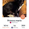 animal, black, black_and_white, brown, contest, couch, dog, indoor, lying_down, pet, pet_competition, portrait, puppy, royal, sitting, small_dog, smartphone_screenshot, stuffed_animal, website, white