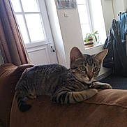 Atira participe au concours pour gagner de l'argent avec cette photo : cat, kitten, tabby, couch, indoor, window, curtain, coat, home, furniture, pet, animal, relaxed, young, fur, ears, whiskers, collar, domestic, resting