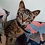 Atira a rejoint le concours — aidez-le/la à gagner de superbes lots ! kitten, cat, tabby, pet, animal, collar, bell, cute, indoor, cushion, colorful, curious, young, fur, whiskers, ears, eyes, closeup, feline, resting