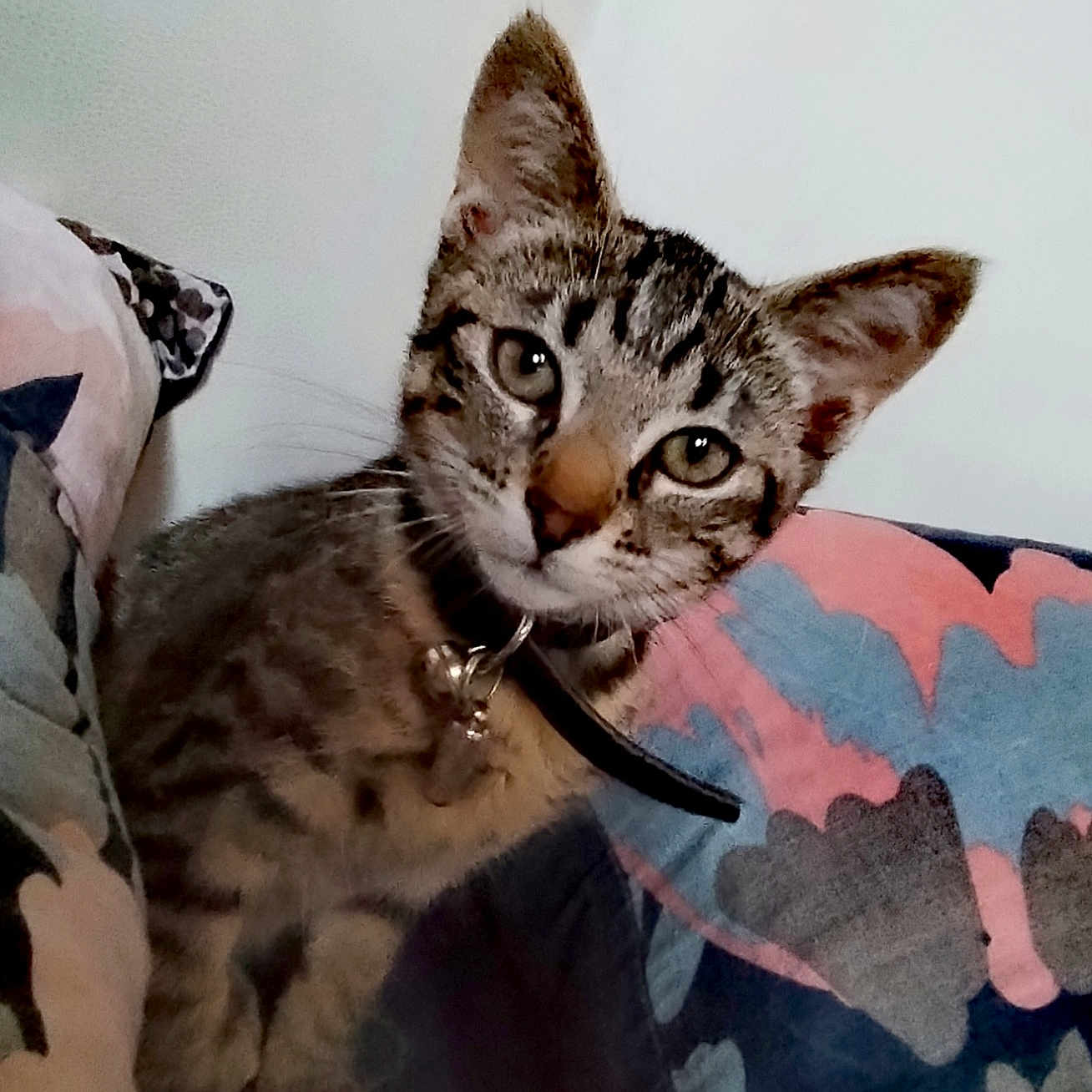 Atira a rejoint le concours — aidez-le/la à gagner de superbes lots ! animal, bell, cat, closeup, collar, colorful, curious, cushion, cute, ears, eyes, feline, fur, indoor, kitten, pet, resting, tabby, whiskers, young