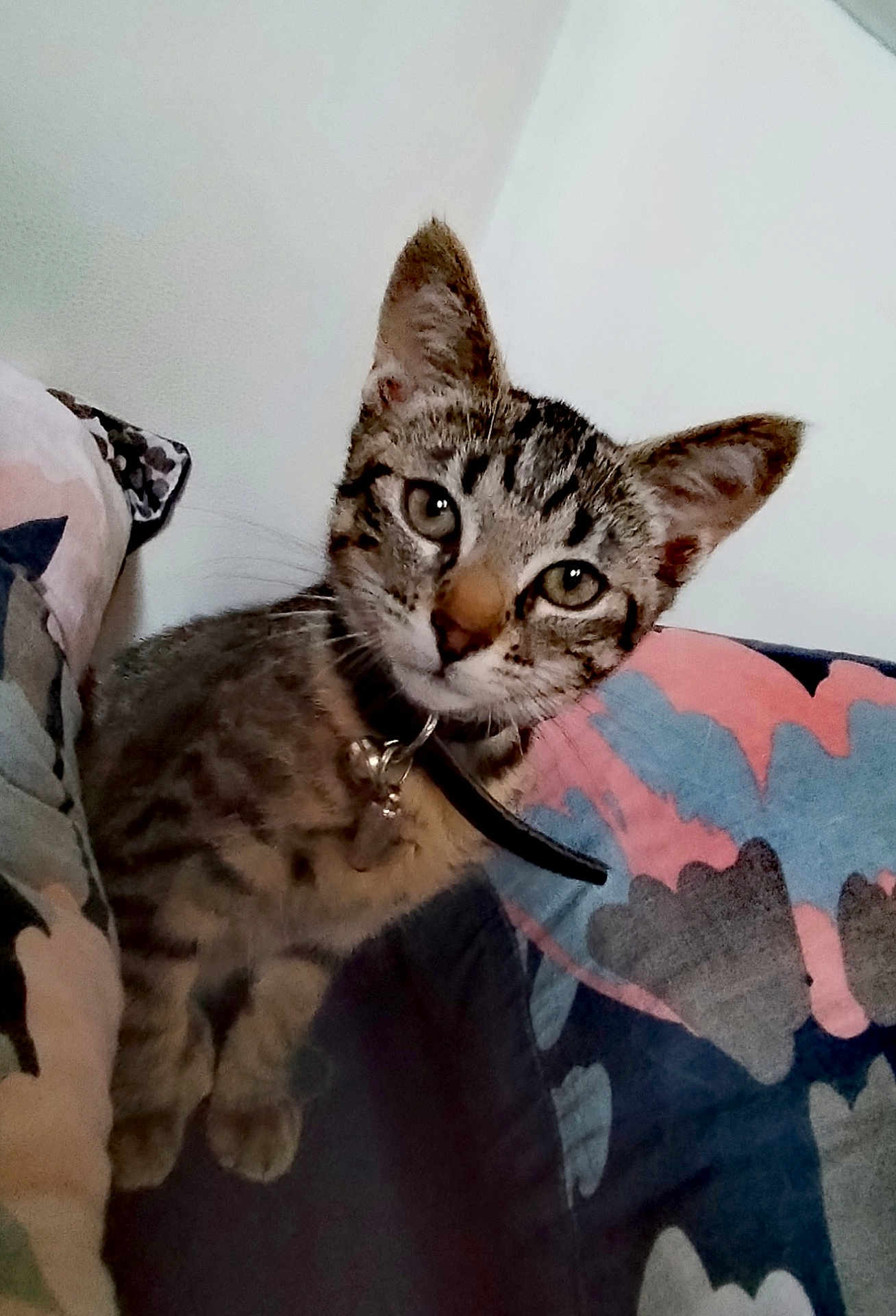 Atira a rejoint le concours — aidez-le/la à gagner de superbes lots ! kitten, cat, tabby, pet, animal, collar, bell, cute, indoor, cushion, colorful, curious, young, fur, whiskers, ears, eyes, closeup, feline, resting