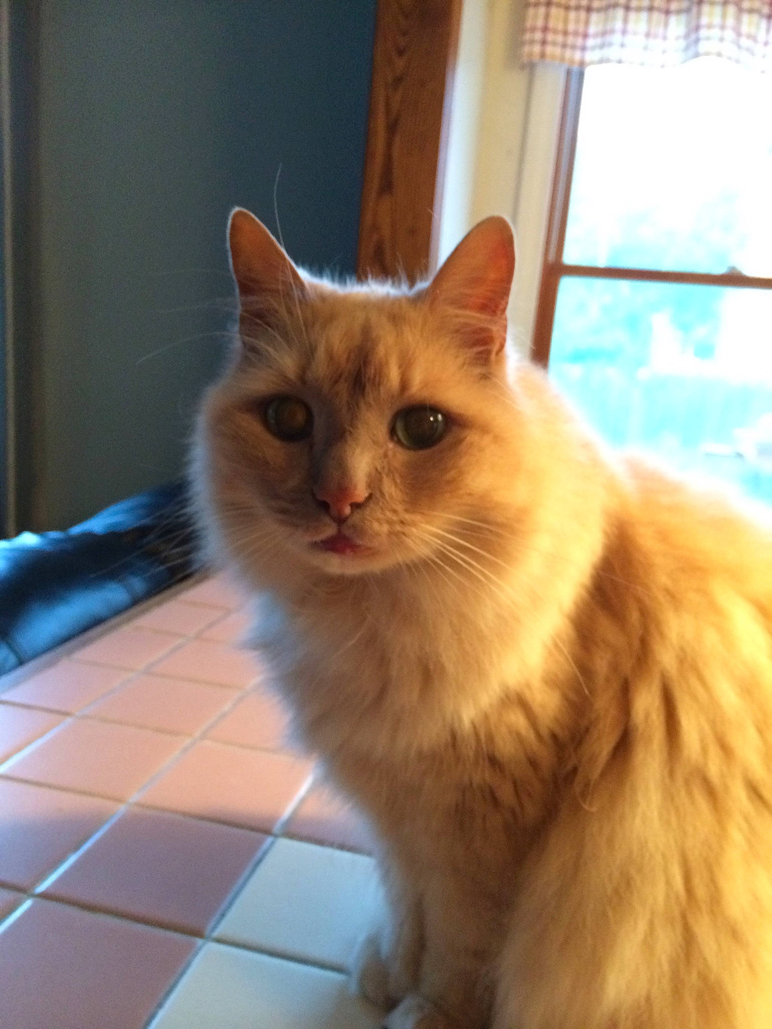 Bennett joined the competition — help win amazing prizes! carnivore, cat, claw, domestic_short_haired_cat, fawn, felidae, flooring, fur, hardwood, paw, small_to_medium_sized_cats, snout, tail, tile_flooring, whiskers, window, window_blind, wood