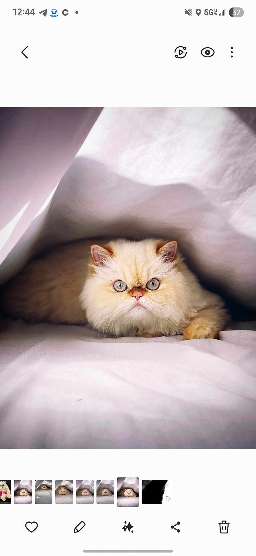 Nina joined the competition — help win amazing prizes! cat, fluffy, blue_eyes, cream_color, under_blanket, cozy, pet, animal, cute, fur, indoor, resting, soft_light, whiskers, feline, portrait, closeup, relaxed, home, curious